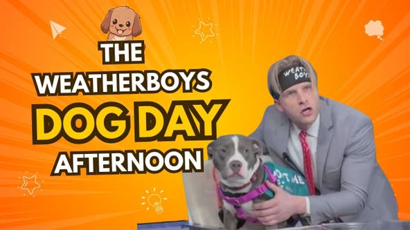 The Weatherboys Dog Day Afternoon with the Michigan Humane Society