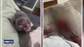 A neighbor shoots and kills another neighbor's dog after a canine fight between fences