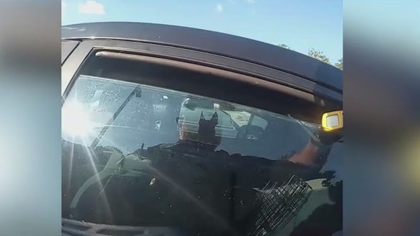 Dog rescued from hot car at Georgia waterpark