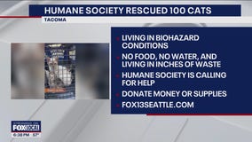 100 rescued cats heading to overcrowded Tacoma shelter