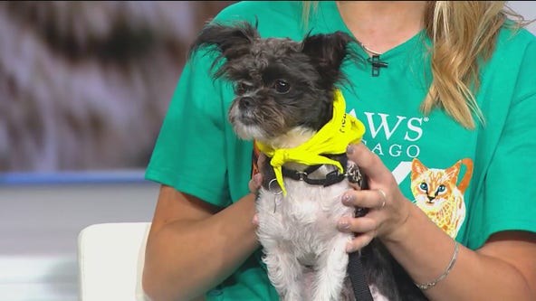 PAWS Chicago gears up for 25th annual 5K run and walk at Montrose Harbor