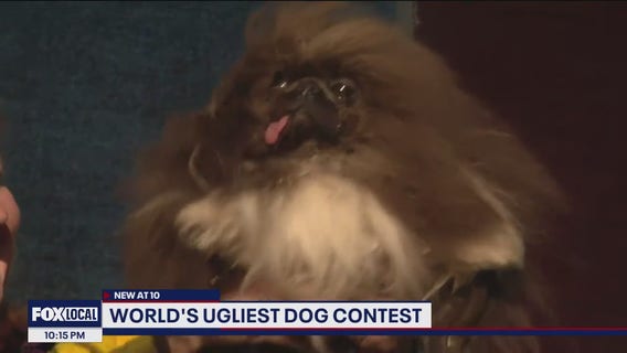 'Wild Thang' crowned 'World's Ugliest Dog' in Petaluma