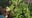 Growing okra in your garden