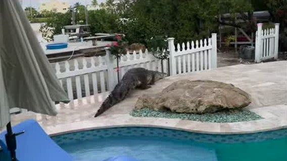 Alligator pulled from Florida Keys backyard pool