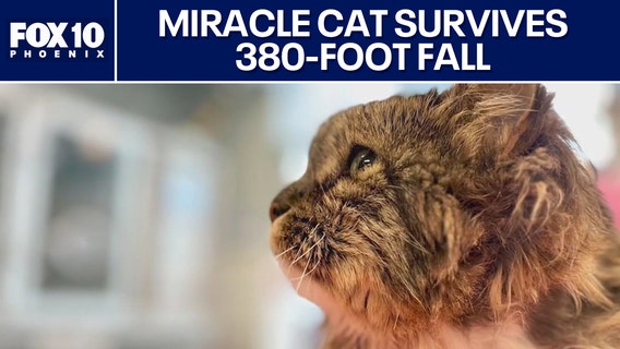 Cat survives after two people fall to their death