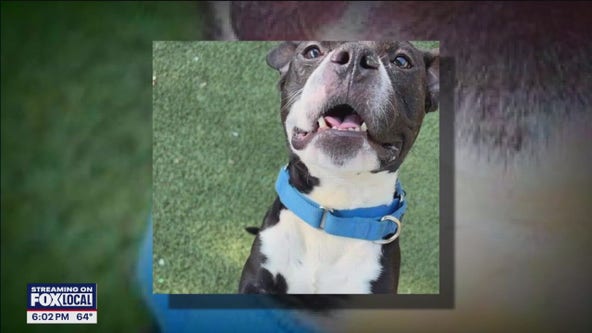 Man found guilty of killing dog he adopted