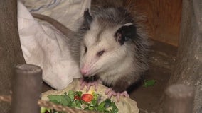 Contest held to name opossum without eyes in Shelby Twp.