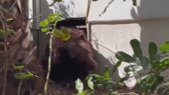 Bear found living in California basement following wildfires