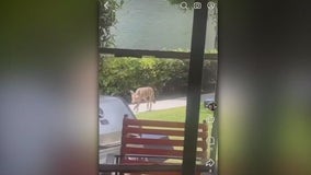 Coyotes spotted at Mid-Wilshire apartment complex