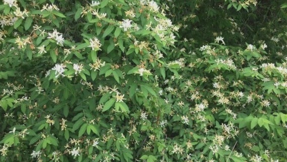 Chicago forests dominated by invasive shrubs that threaten wildlife | ChicagoNOW