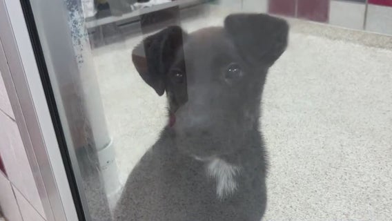 Houston Humane Society urging pet owners to have preparedness plan for their pets this hurricane season