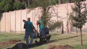 City of Phoenix works to plant more trees around town