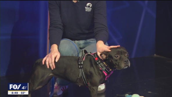 Operation Kindness visits Good Day Saturday to talk mission and introduce furry friends