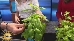 How to grow a fall herb garden | The Ten