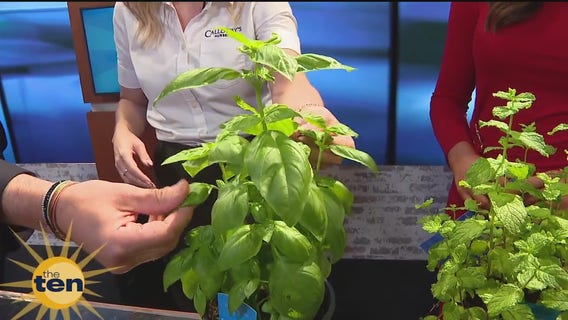 How to grow a fall herb garden | The Ten