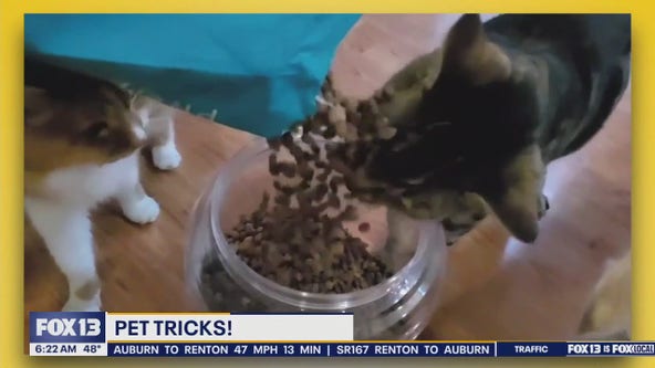 Pet Tricks for Tuesday, March 26