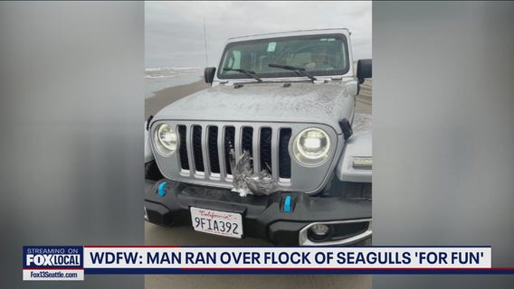 WDFW: Man ran over flock of seagulls in WA ‘for fun’