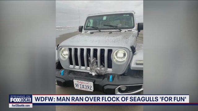 WDFW: Man ran over flock of seagulls in WA ‘for fun’