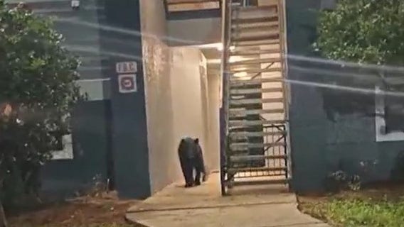 Bear spotted in Orange County apartment complex