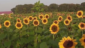 Sunflower fields in full bloom at Lino Lakes farm