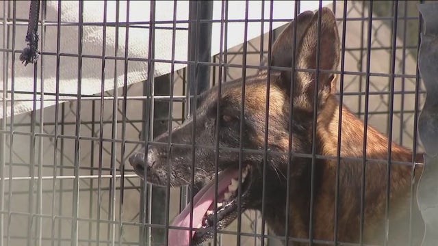 Monsoon: Phoenix animal rescue damaged by recent powerful storm
