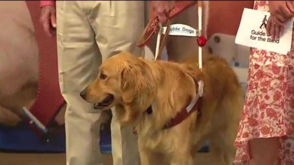 Guide Dogs for the Blind graduation in San Rafael