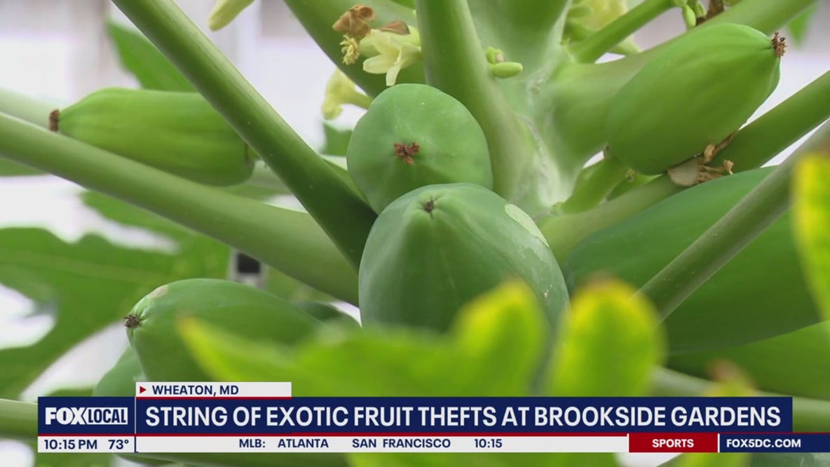 Exotic fruits stolen from Brookside Gardens in Montgomery County