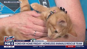 Zip Trip to Herndon: Forever Home Friday