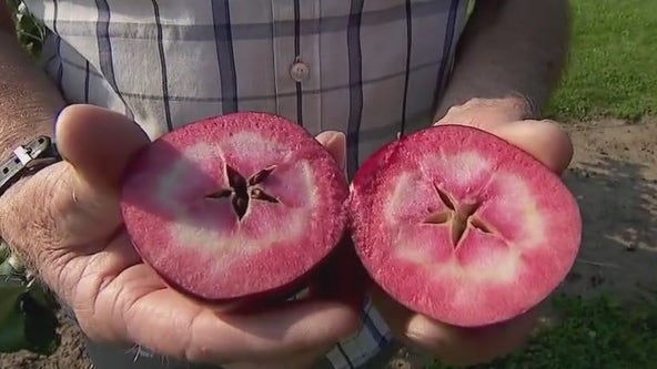 A check on the apple crop in Minnesota