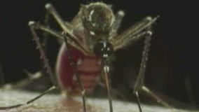 Florida woman urges caution around mosquitos after surviving dengue fever