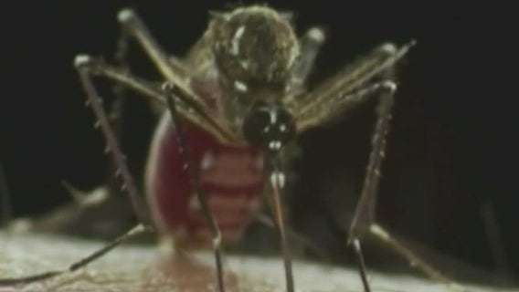 Florida woman urges caution around mosquitos after surviving dengue fever