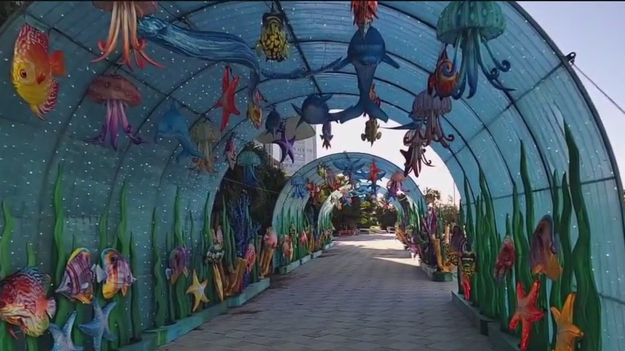 Clearwater Marine Aquarium planning reopening FOX 13 Tampa Bay