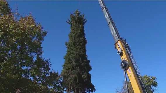 City of Chicago's 112th Christmas tree is from Glenview this year