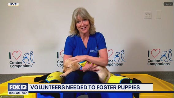 Volunteers needed to foster puppies