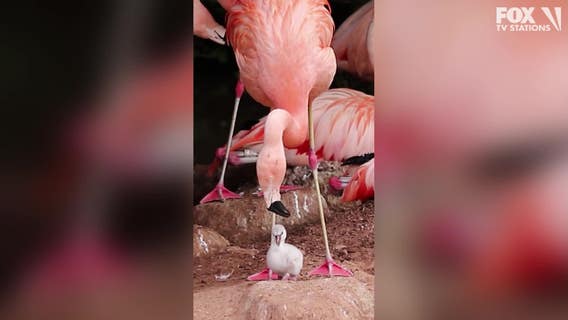 Watch: Same-sex flamingo couple hatch 'adopted' chick at England zoo