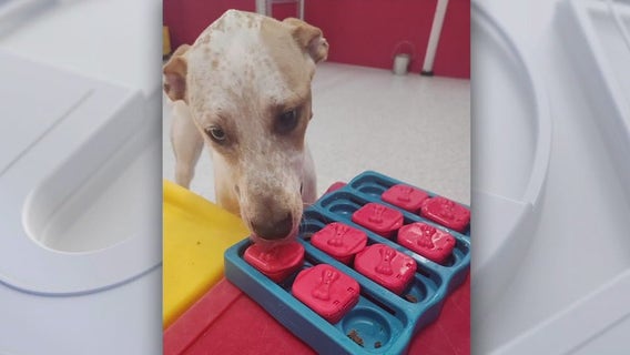 Here's to You: The Dog Stop in Plano