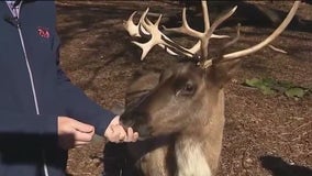 Guide your sleigh to the Brookfield Zoo to see some reindeer