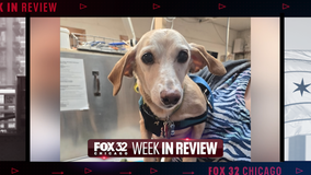 Week in Review: Blind man reunited with dog, House music celebration & classic cars