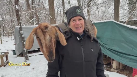 The Good Day Uncut: Awbury Arboretum - Philly Goat Project