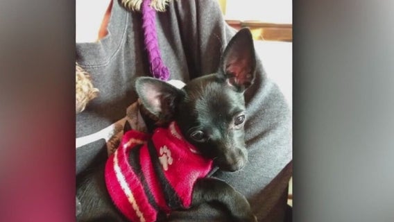 Sussex dog killed, babysitter pleads guilty