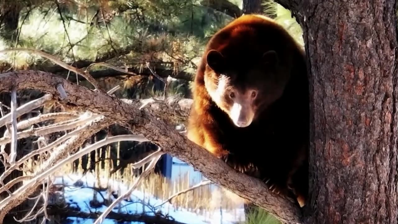 Bearizona | Drone Zone