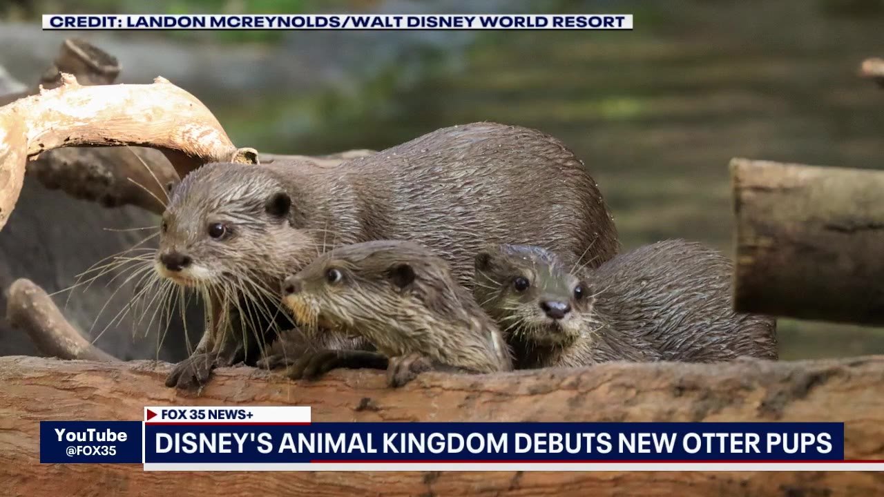 New otter pups at Animal Kingdom, weekend waterparks