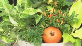 Thanksgiving container garden inspiration