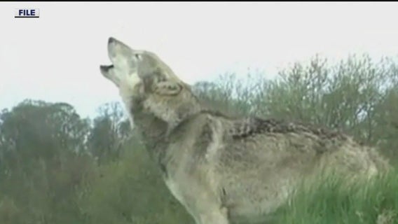 Gray wolves making historic comeback in California