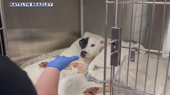 Dog dies after being found emaciated in Surprise
