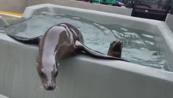 Bay Area sea lions sick with deadly bacterial disease transmissible to humans, pets