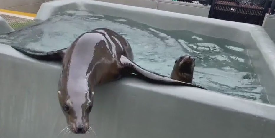 Bay Area sea lions sick with deadly bacterial disease transmissible to humans, pets