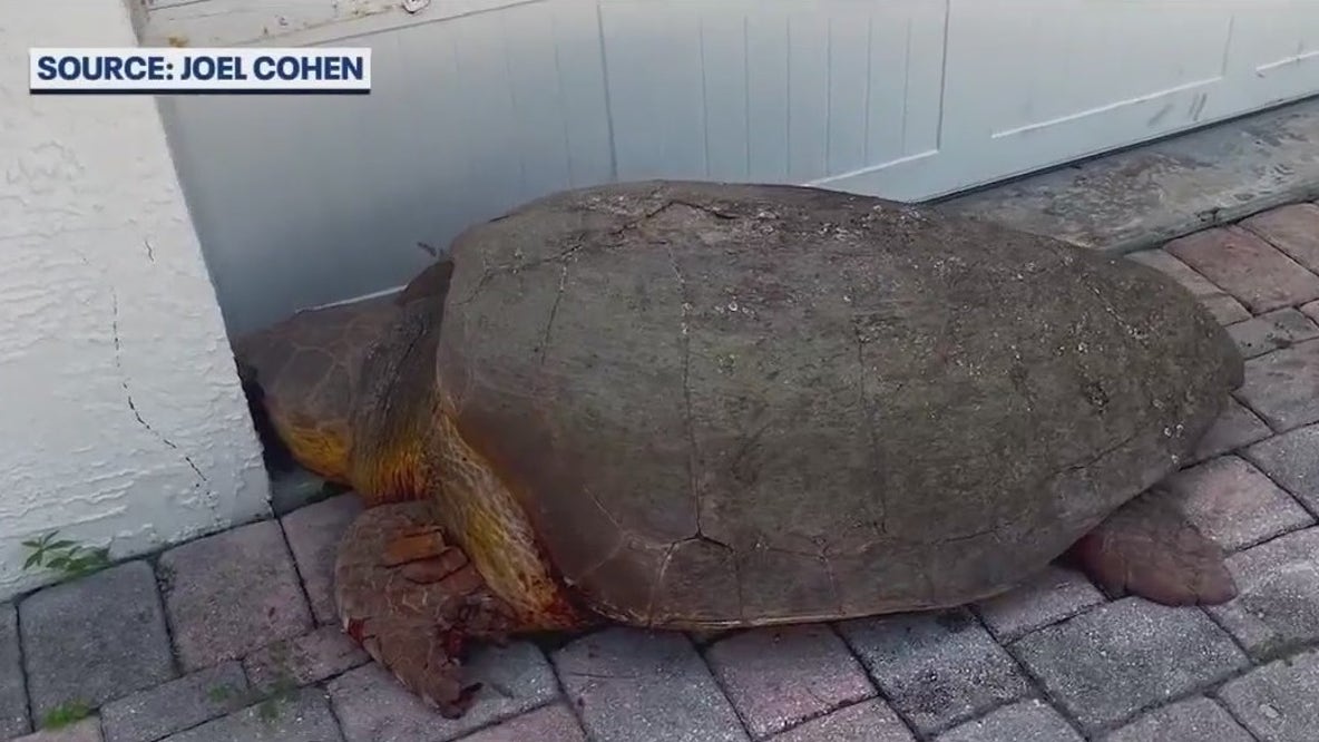 300lb loggerhead sea turtle hit, killed by car