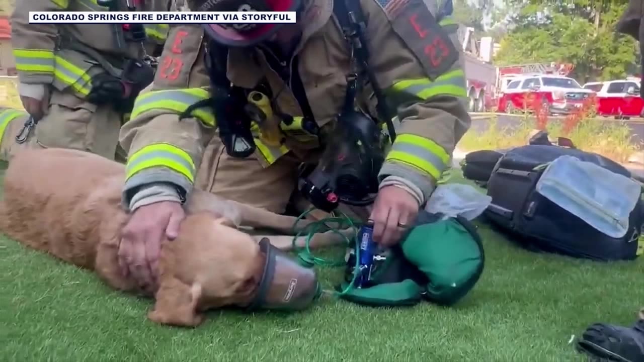 Firefighters rescue 6 family pets l FOX 10 Talks