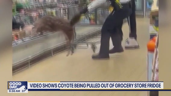 WATCH: Coyote breaks into Chicago grocery store